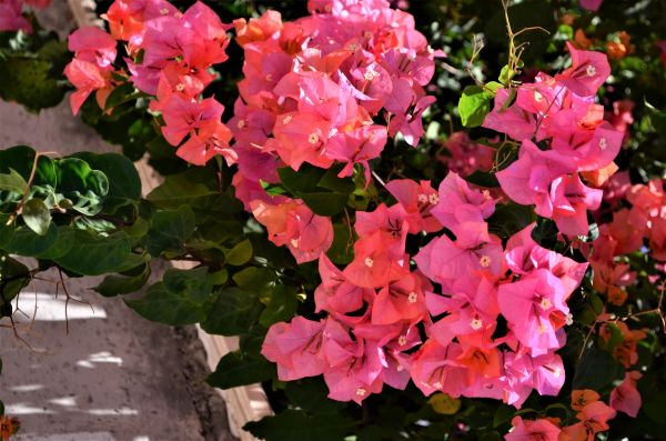 Bougainvillea Care