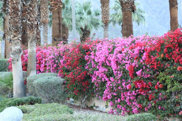 Bougainvillea Landscaping