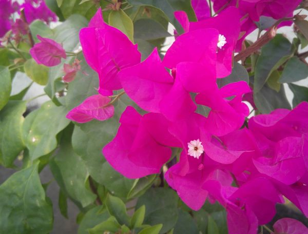 Bougainvillea Gardening
