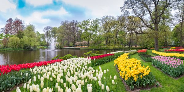 Flower Bulb Planting