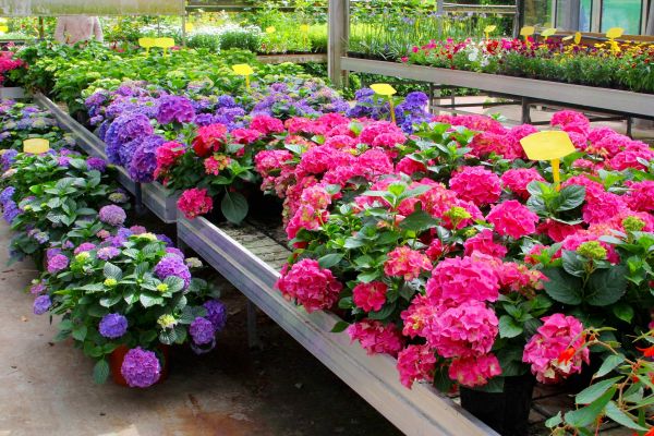Hydrangea Cultivation