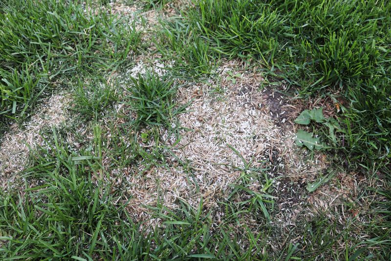 Damaged Yard Repair