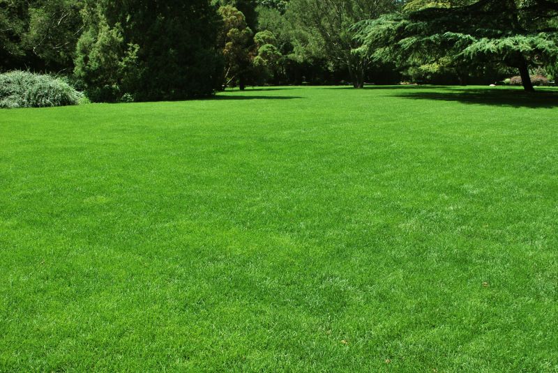 Lawn Landscaping